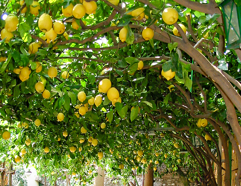 Zitronenbaum in Maiori