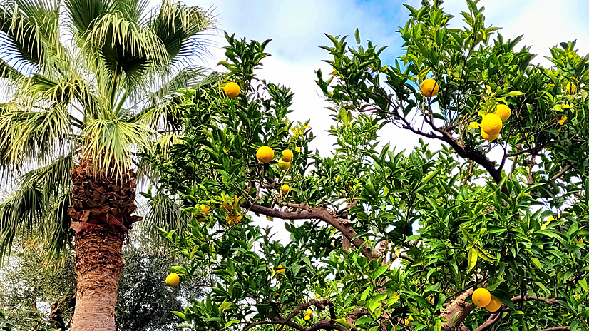 Garten mit Zitrusfrüchten und Palmen