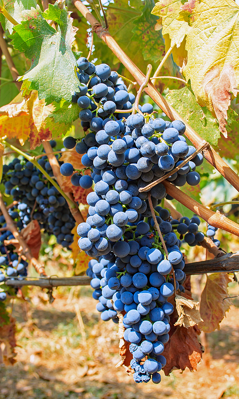 Gardaseewein Gardaseewein