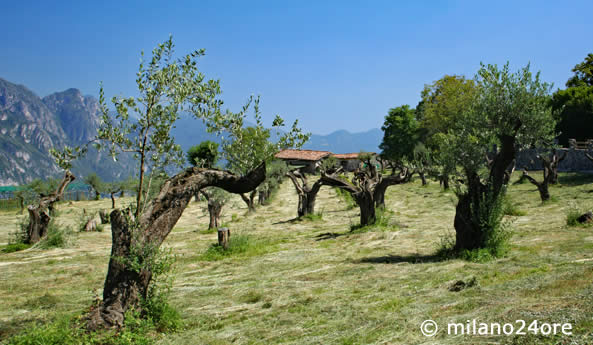 Olivenhaine am Iseosee