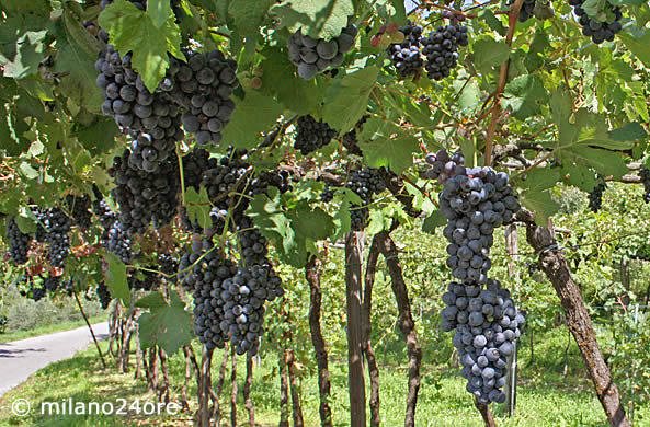 Franciacorta