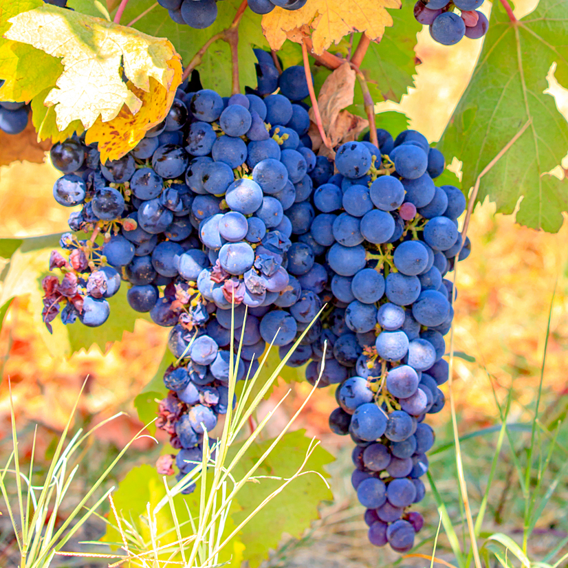 Weinanbau im Piemont