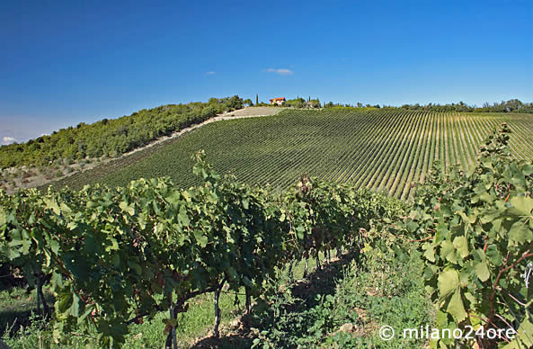 Weinanbau im Chianti