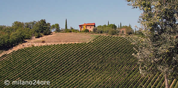 Weingut